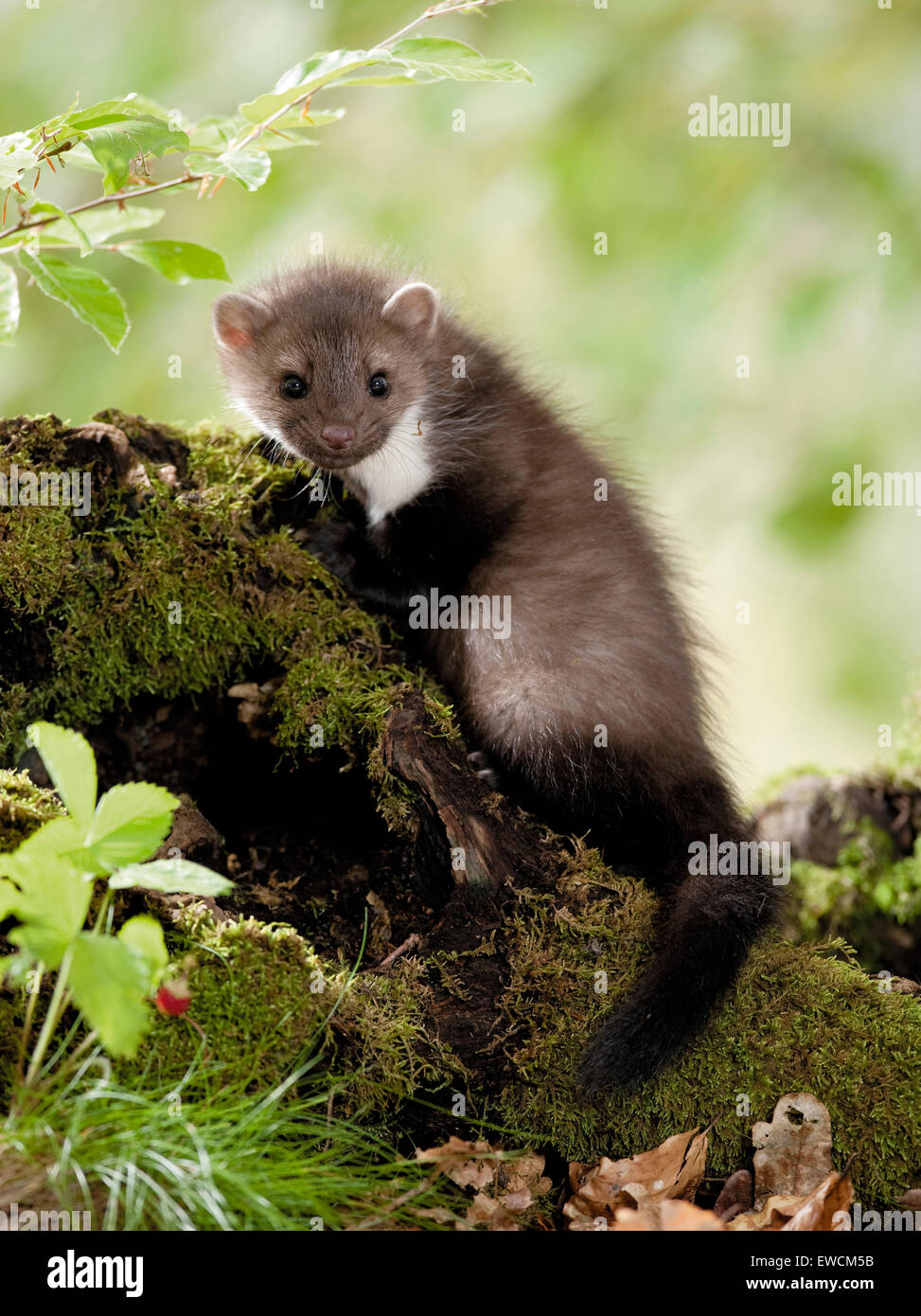 Beech Marten (Martes foina). Juvenile on a mossy log. Germany Stock Photo