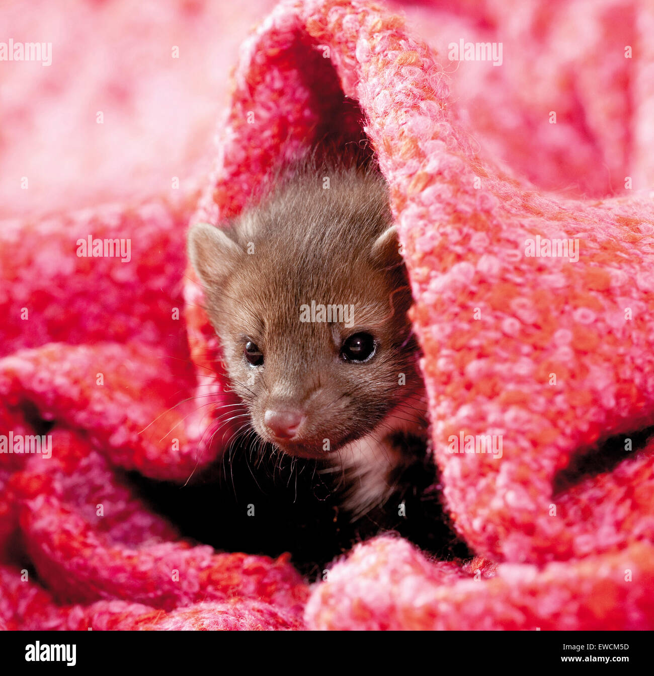 Beech Marten (Martes foina). Young in a pink comforter. Germany Stock Photo