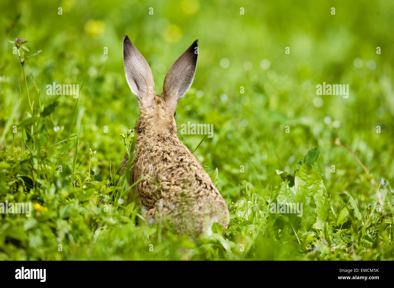 European Brown Hare (Lepus europaeus). Leveret on a meadow, seen from the rear. Germany Stock Photo