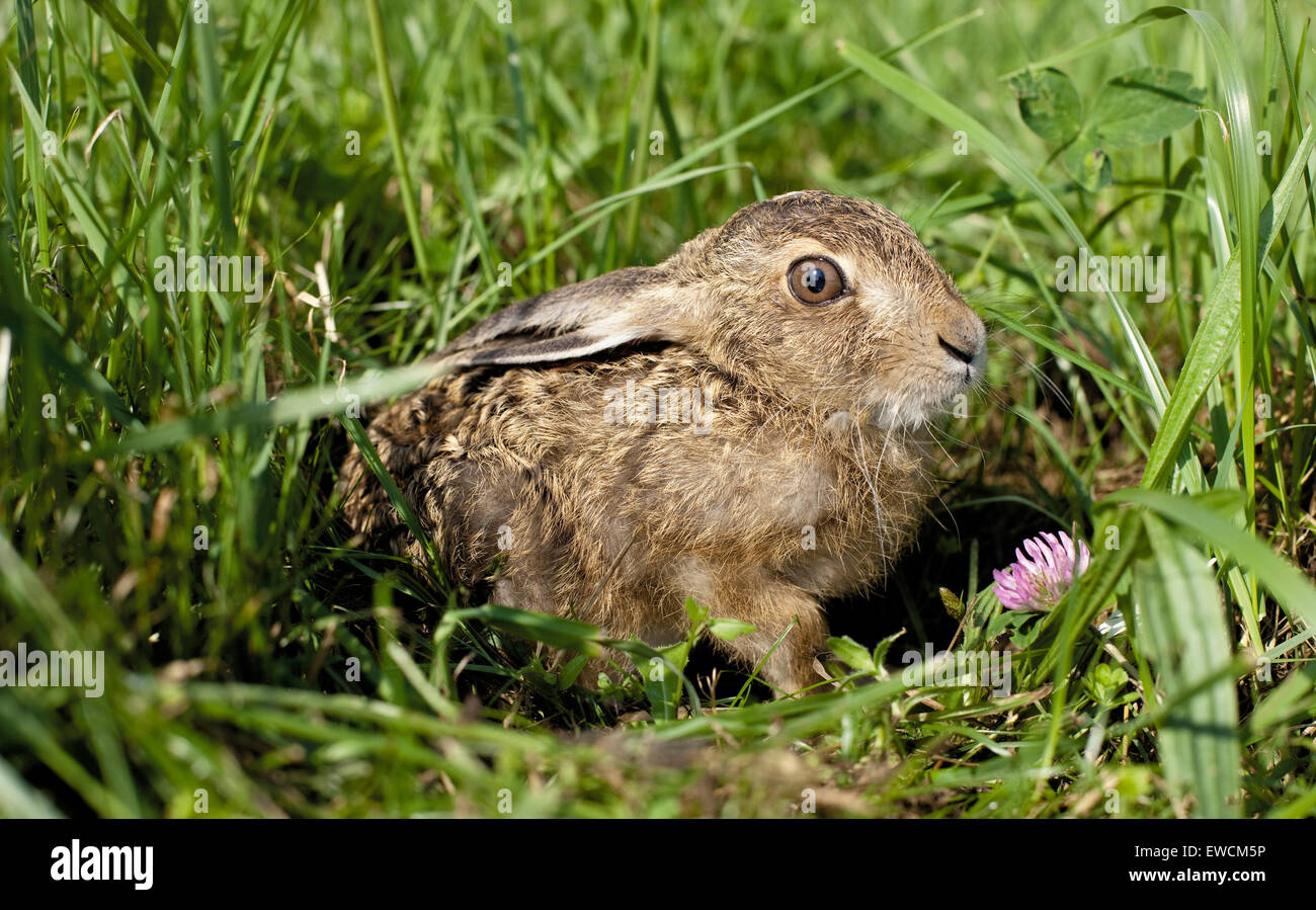 European Brown Hare (Lepus europaeus). Timid leveret on a meadow. Germany Stock Photo