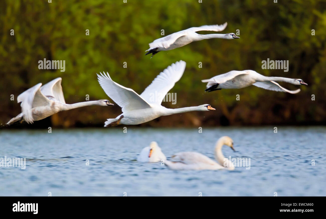 Mute Swan (Cygnus olor), flock in flight. Germany Stock Photo