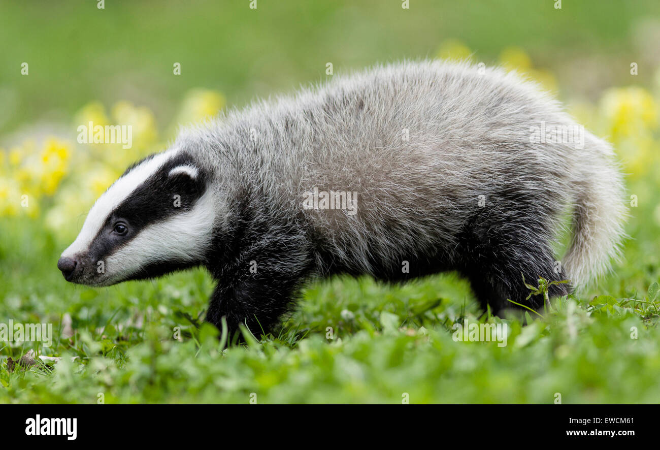European Badger (Meles meles). Young walking, seen side-on. Germany Stock Photo