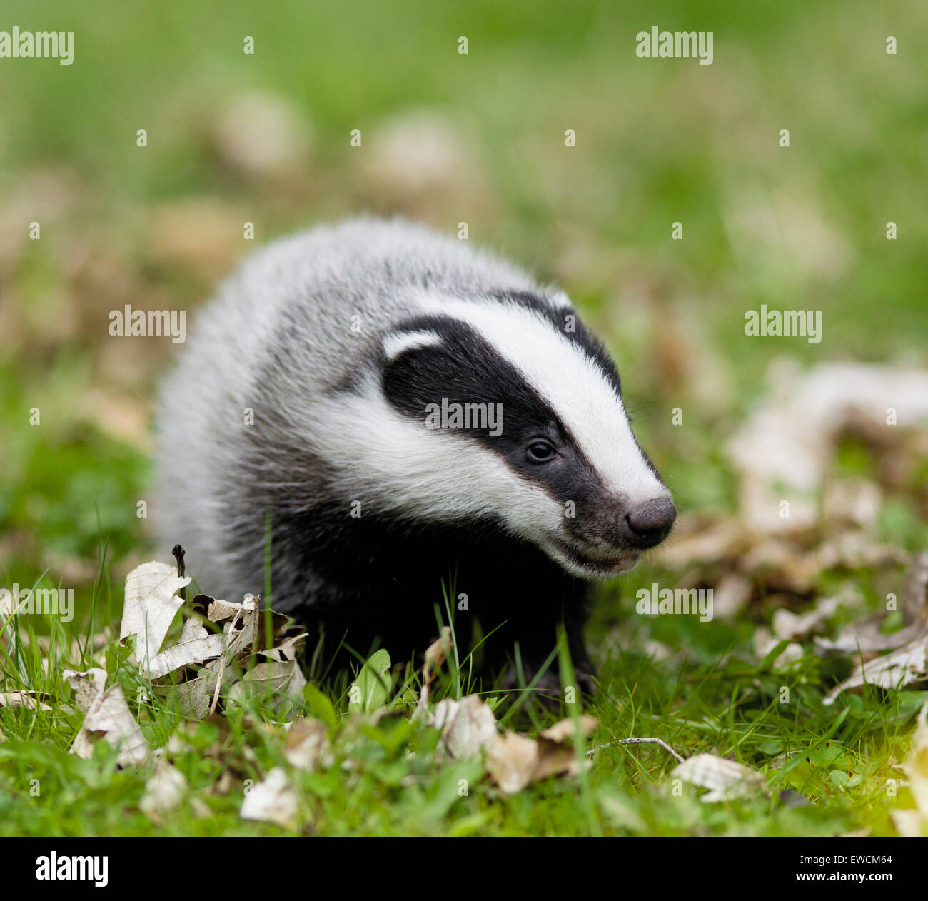 European Badger (Meles meles). Young standing on the forest floor. Germany Stock Photo