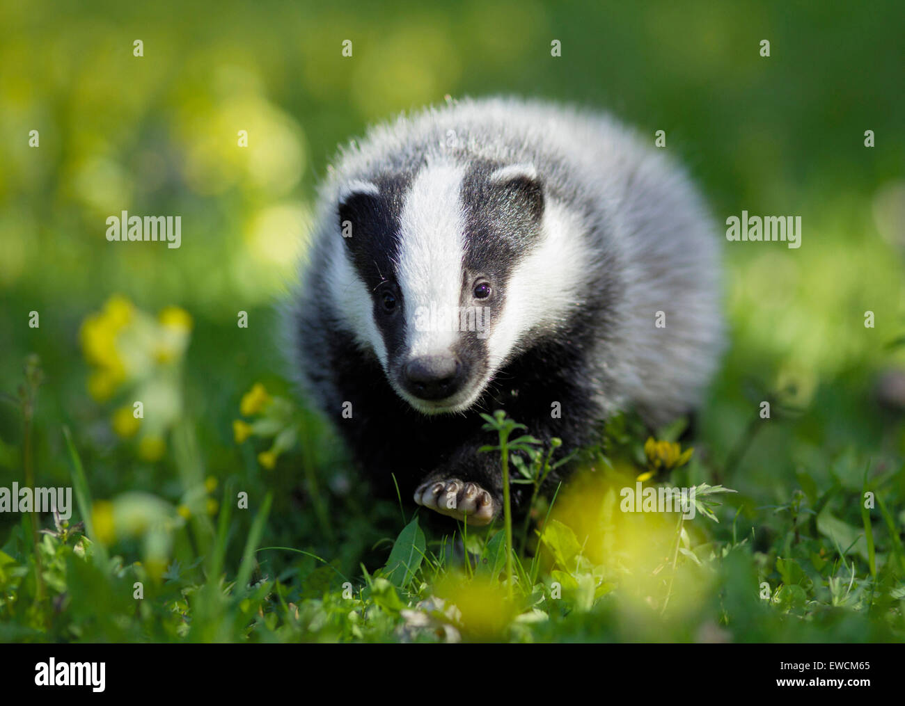 European Badger (Meles meles). Young walking, seen head-on. Germany Stock Photo