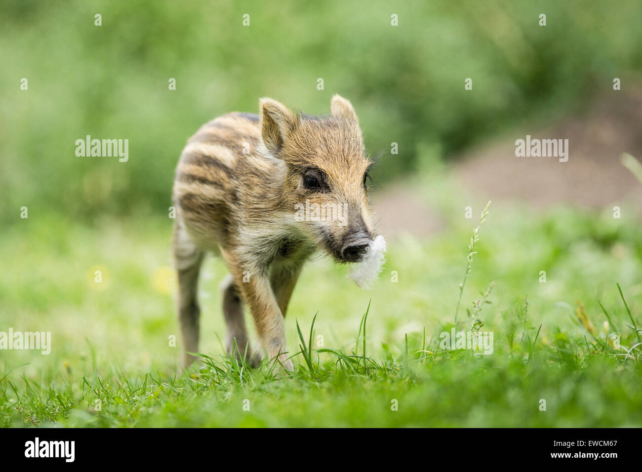 Wild Boar (Sus scrofa). Piglet walking, with a feather on its nose. Germany Stock Photo