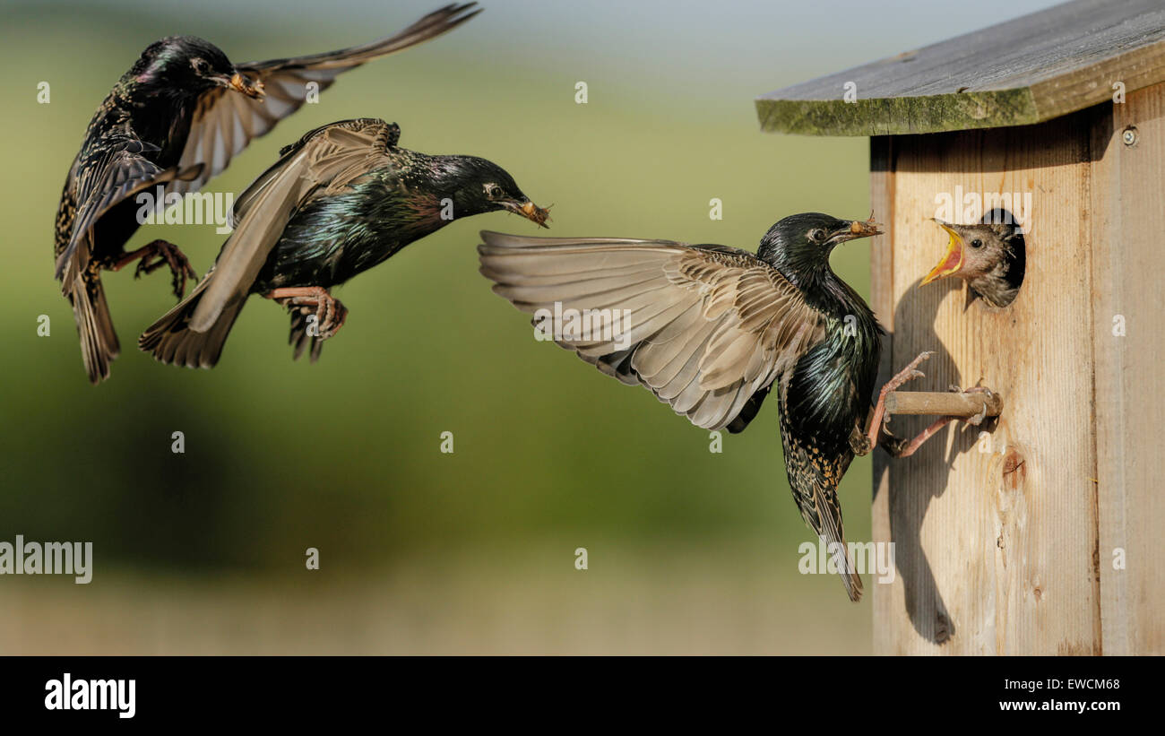 tarling (Sturnus vulgaris). Adult in flight in front of its nesting box. Photo composite. Stock Photo