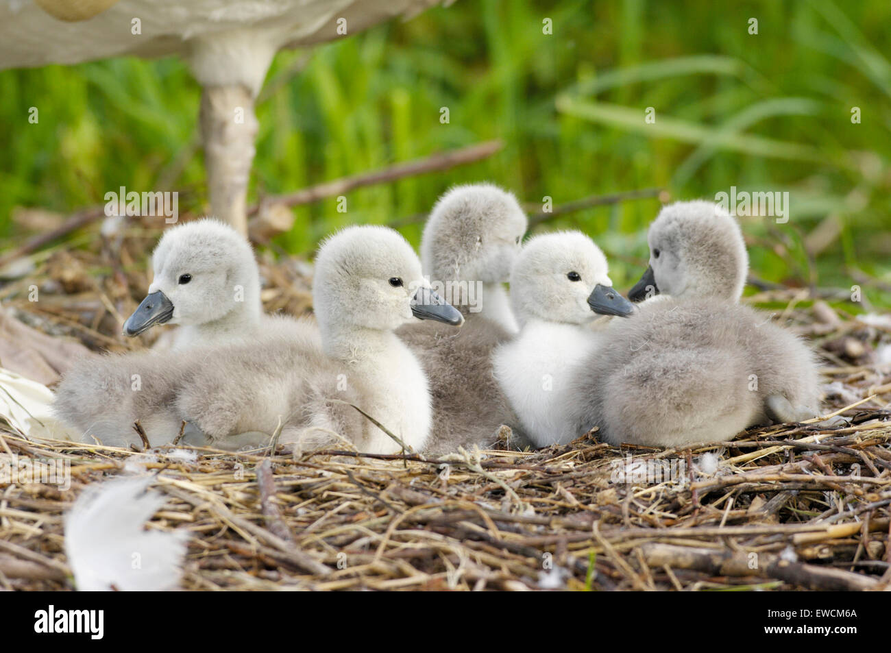 Mute Swan (Cygnus olor). Cygnets with parent-bird on nest. Germany Stock Photo
