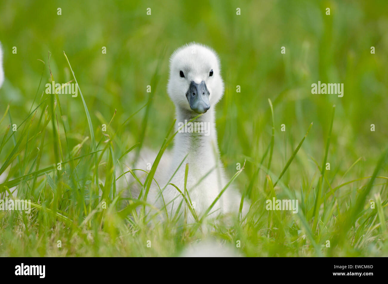 Mute Swan (Cygnus olor). Cygnet in grass. Germany Stock Photo