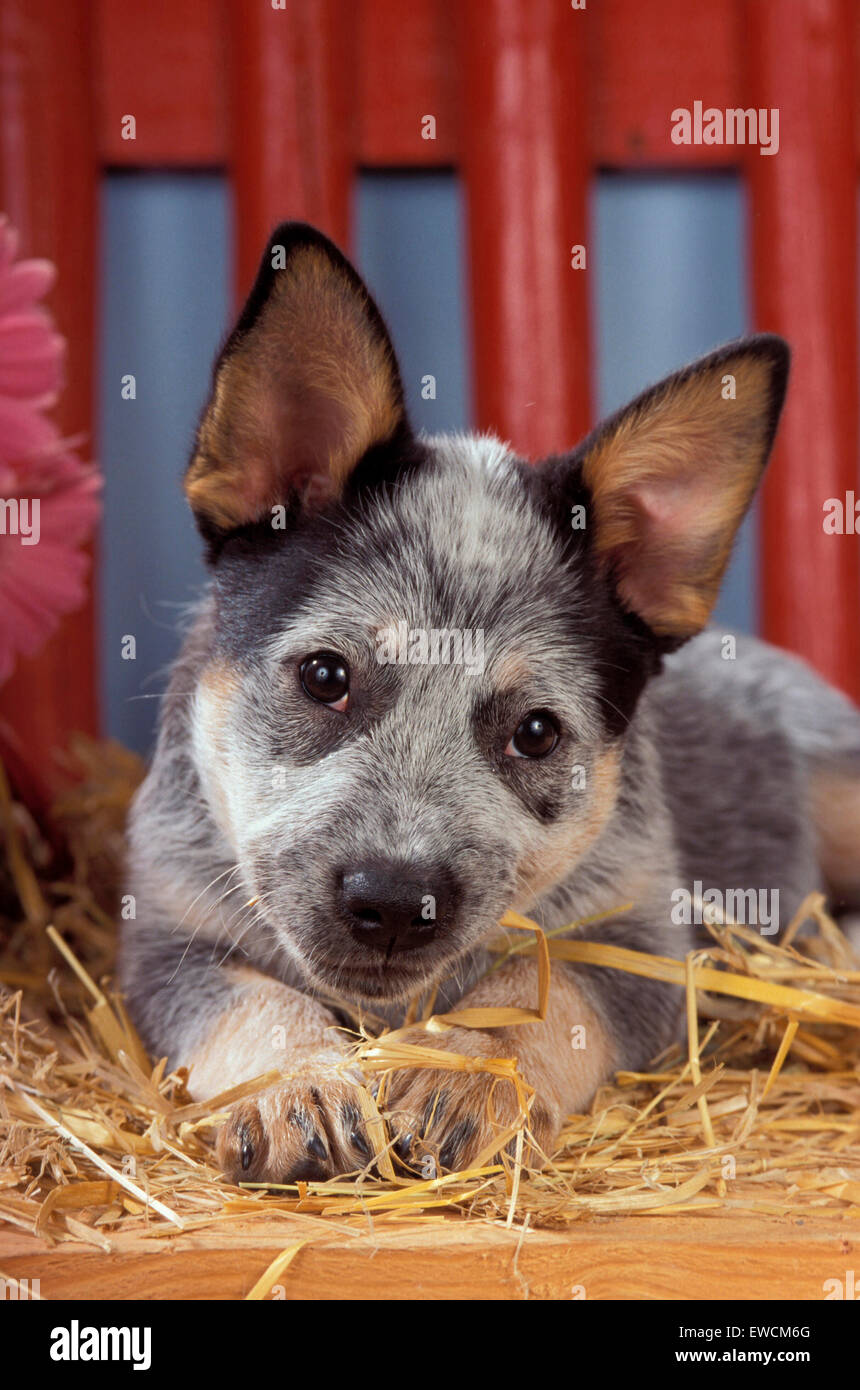 Australian Cattle Dog. Portrait of puppy lying on straw Stock Photo