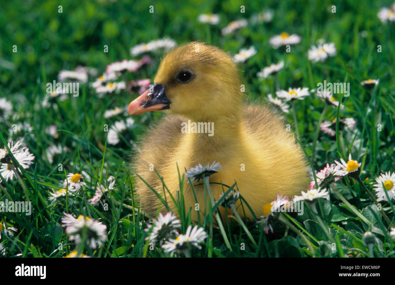 Domestic Goose. Gosling on a meadow with Dandelion flowers. Germany Stock Photo