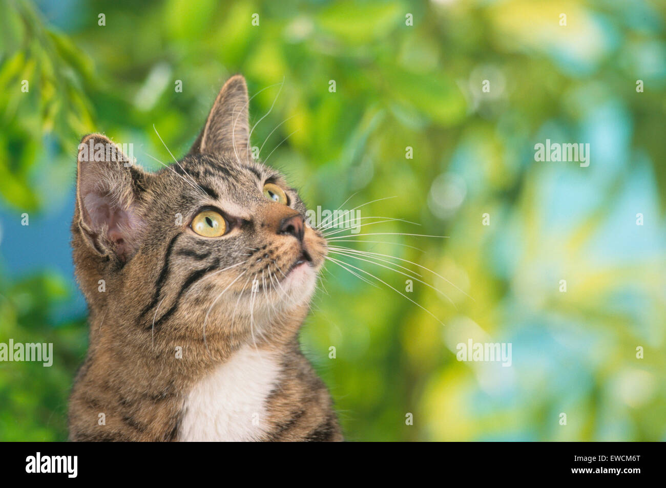 Domestic cat. Tabby adult with white markings in a garden, looking up