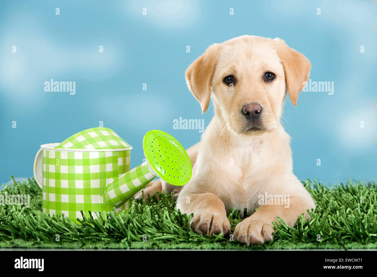 Labrador Retriever. Yellow puppy lying on artifical grass next to a watering can. Studio picture. Germany Stock Photo