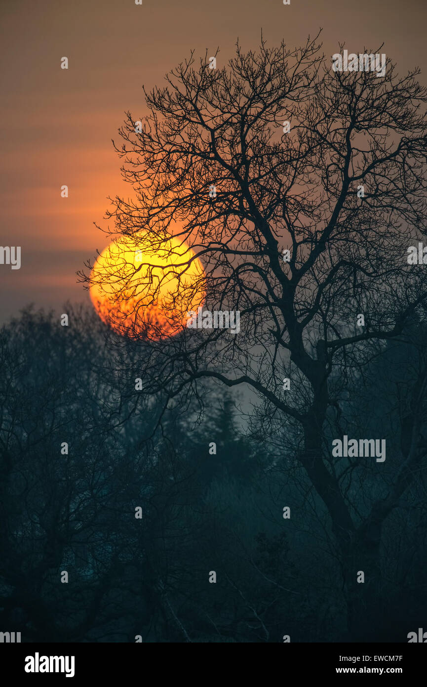 Sunset, tree in the evening light, Derbyshire, England UK Stock Photo