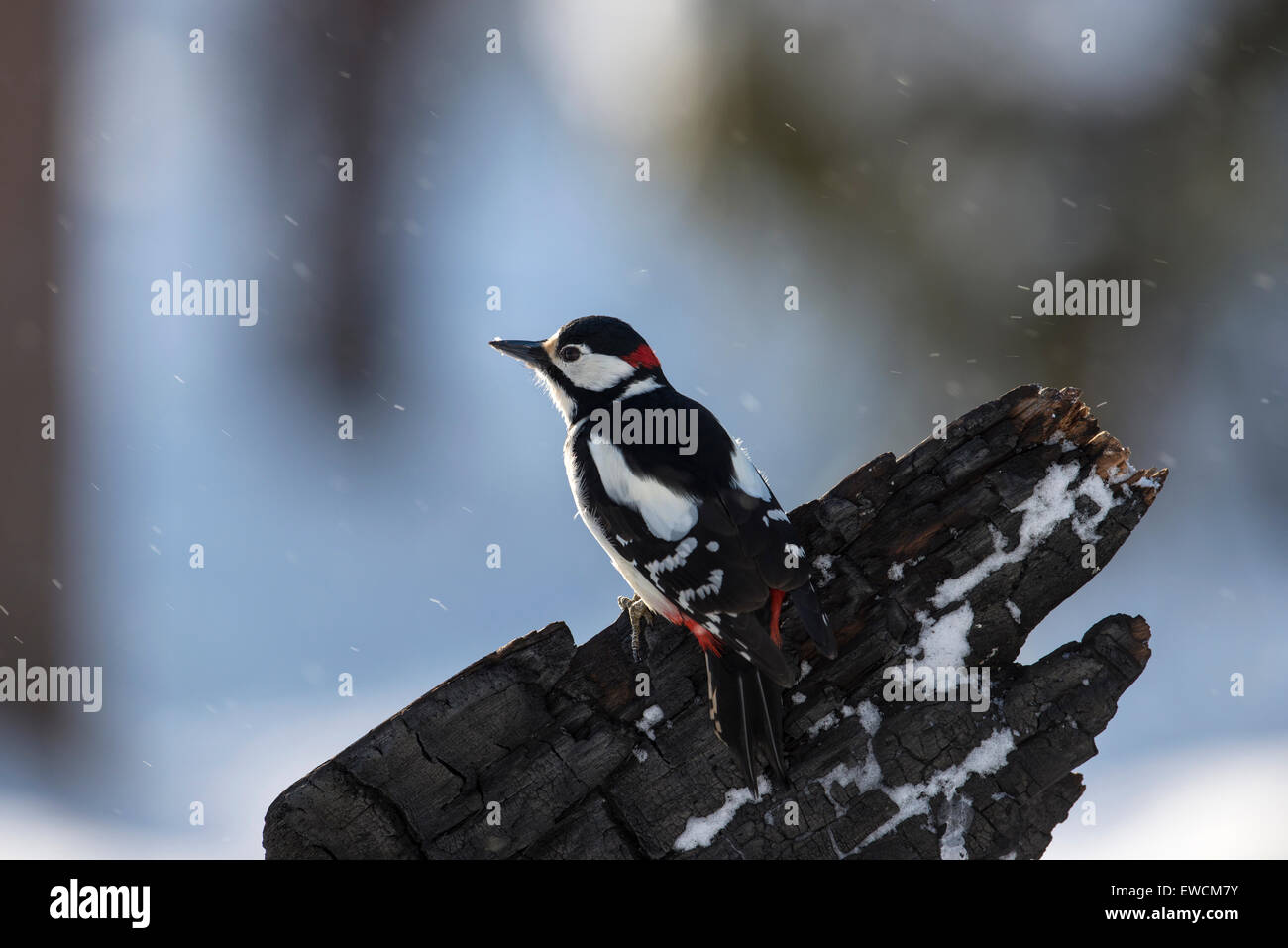 Dendrocopus major hi-res stock photography and images - Alamy