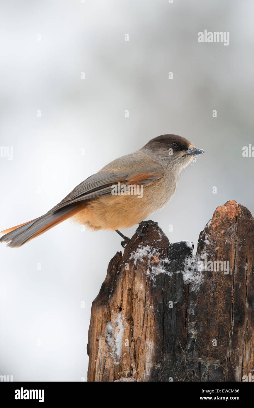 Close-up side shot Siberian Jay on piece of wood with blurred snowy background Stock Photo