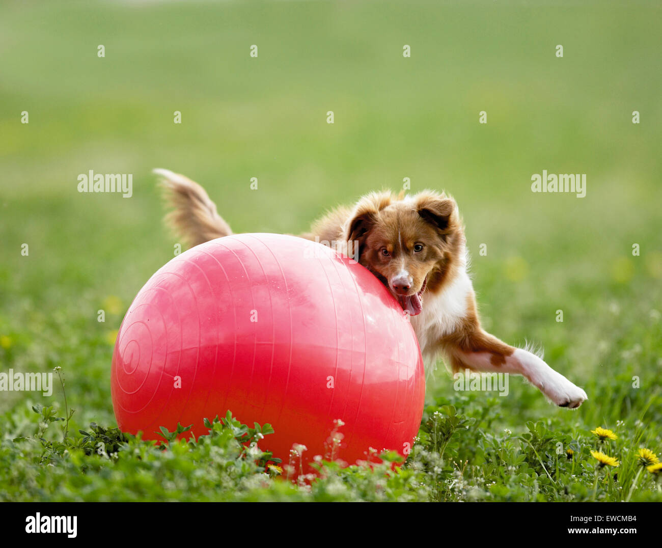 Australian Shepherd. Adult dog playing Treibball. Germany Stock Photo