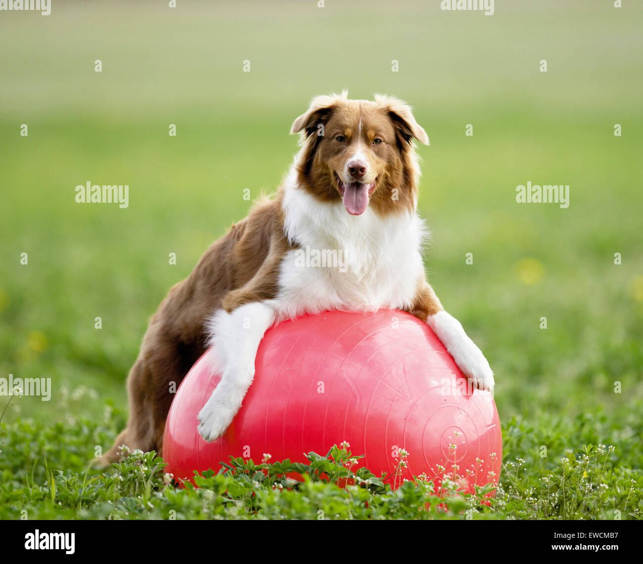 Australian Shepherd. Adult dog playing Treibball. Germany Stock Photo