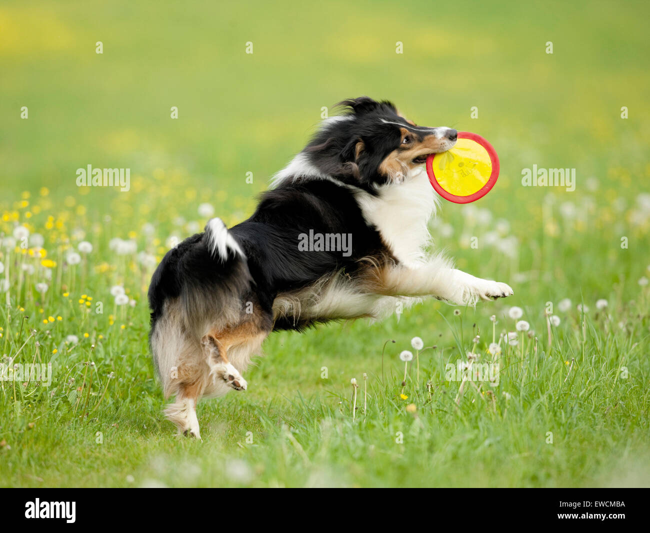 Rough Collie. Adult dog catching a flying disc. Germany Stock Photo
