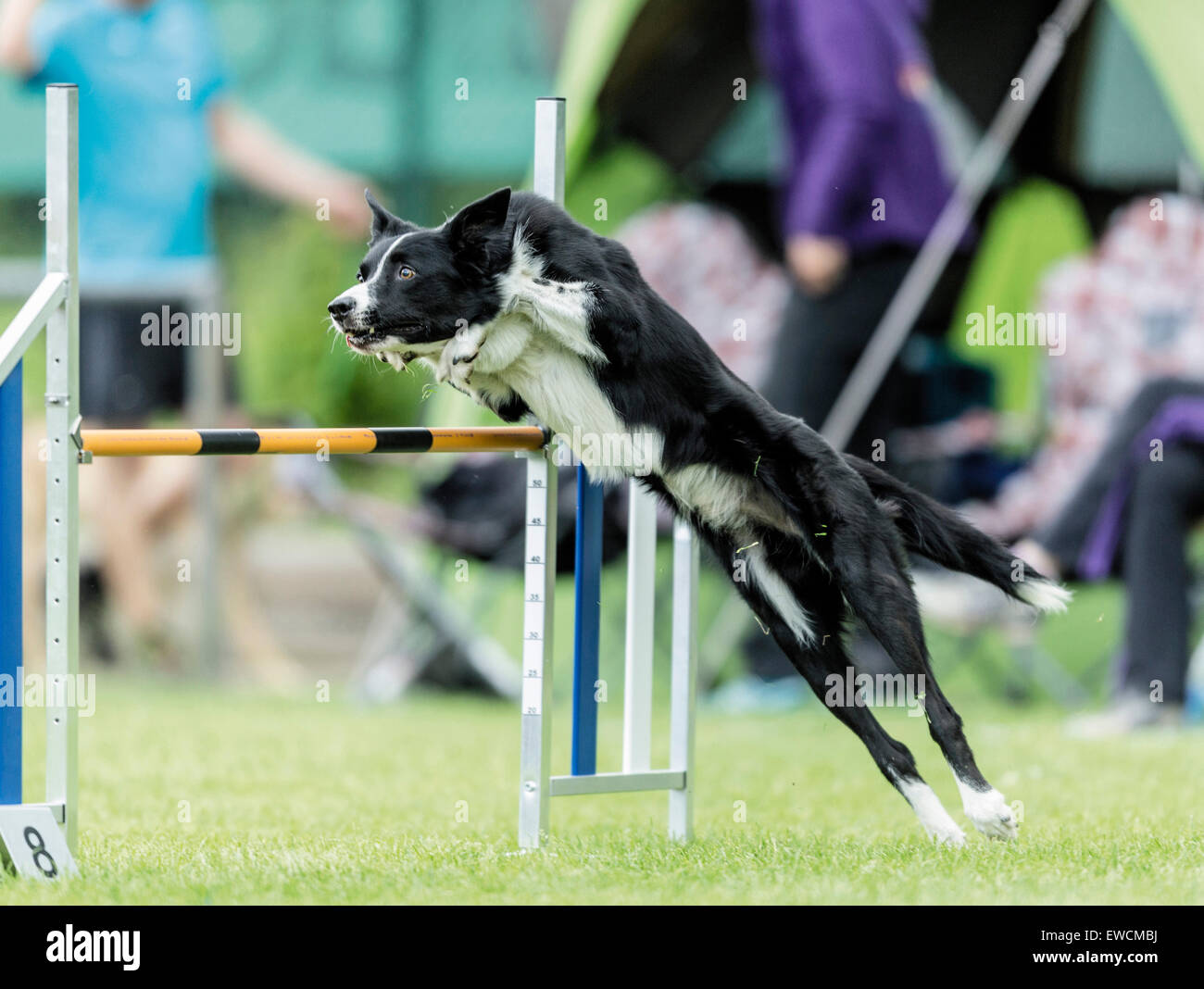 Border Collie jumping over a hurdle in an agility parcour. Germany Stock Photo