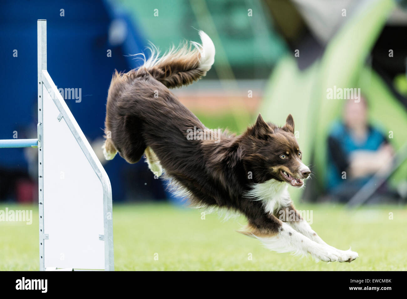 Border Collie jumping over a hurdle in an agility parcour. Germany Stock Photo