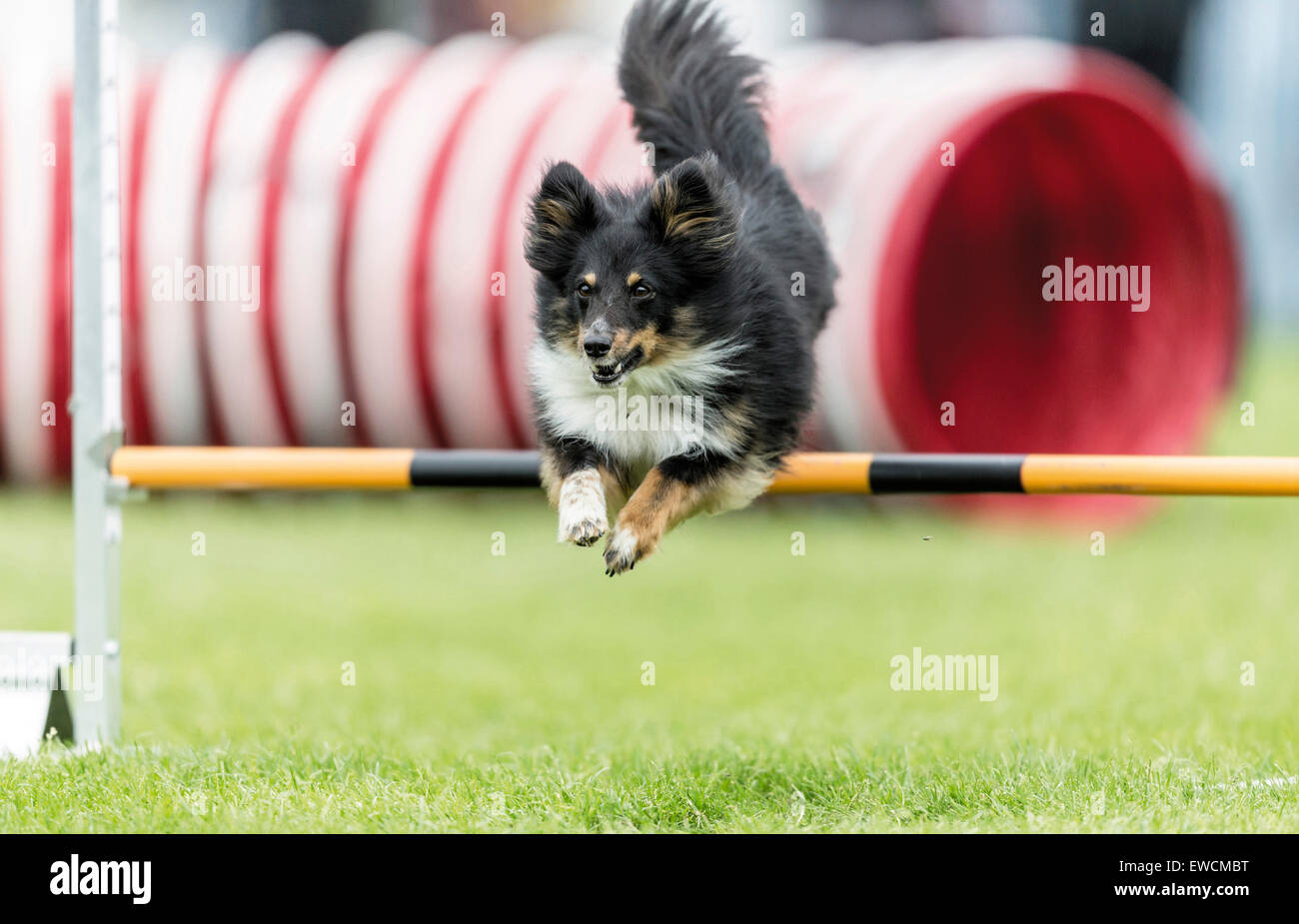 Shetland Sheepdog, Shetland Collie jumping over a hurdle in an agility parcour. Germany Stock Photo