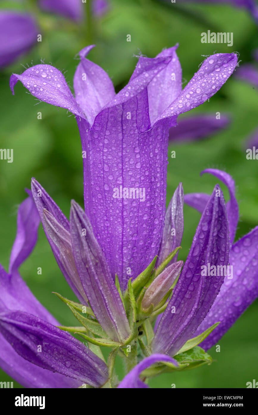 Bellflower, Campanula carpatica in early spring located in New York City Stock Photo