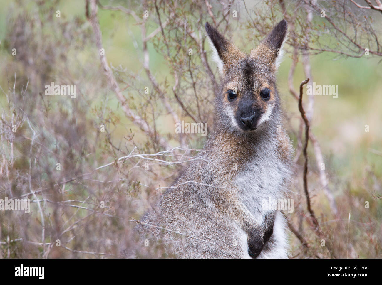 Red-necked Wallaby (Macropus rufogriseus) in the Blue Mountains, NSW, Australia Stock Photo