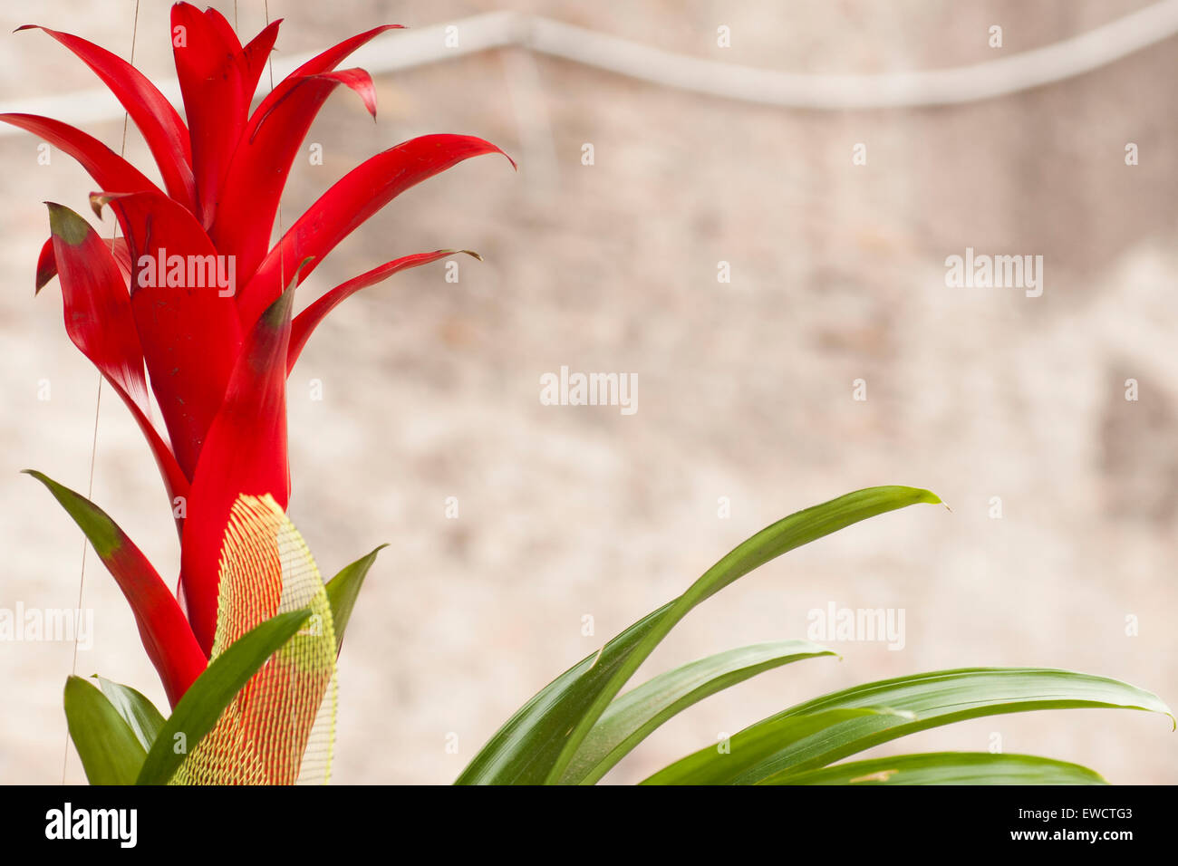 Red flower Guzmania. Stock Photo