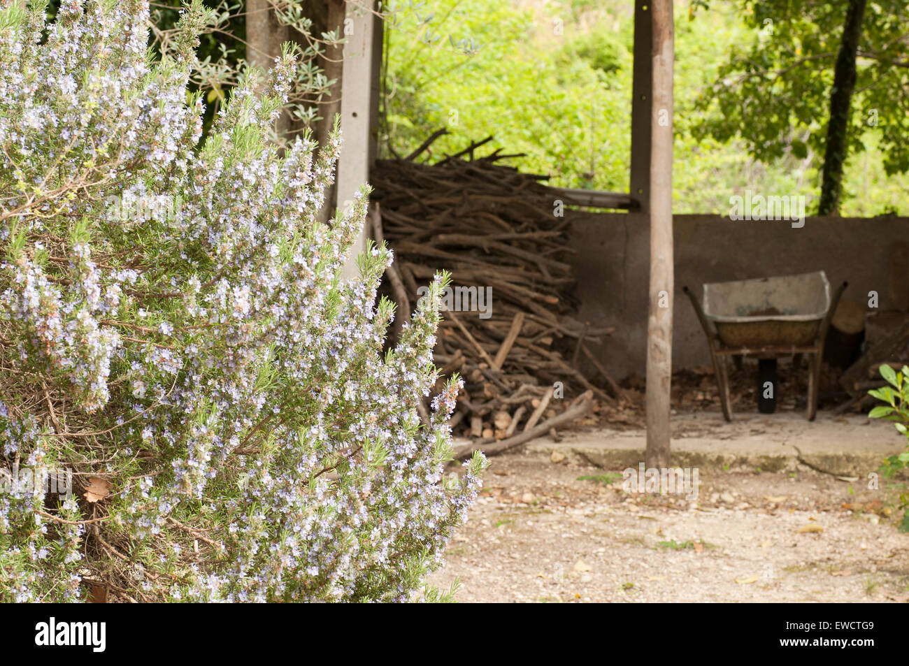 rosemary bush in bloom Stock Photo Alamy