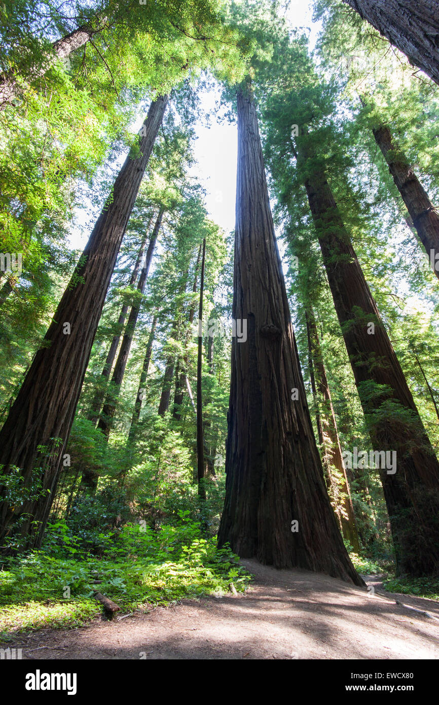 A portrait view of tall redwood trees on a trail in the Redwood