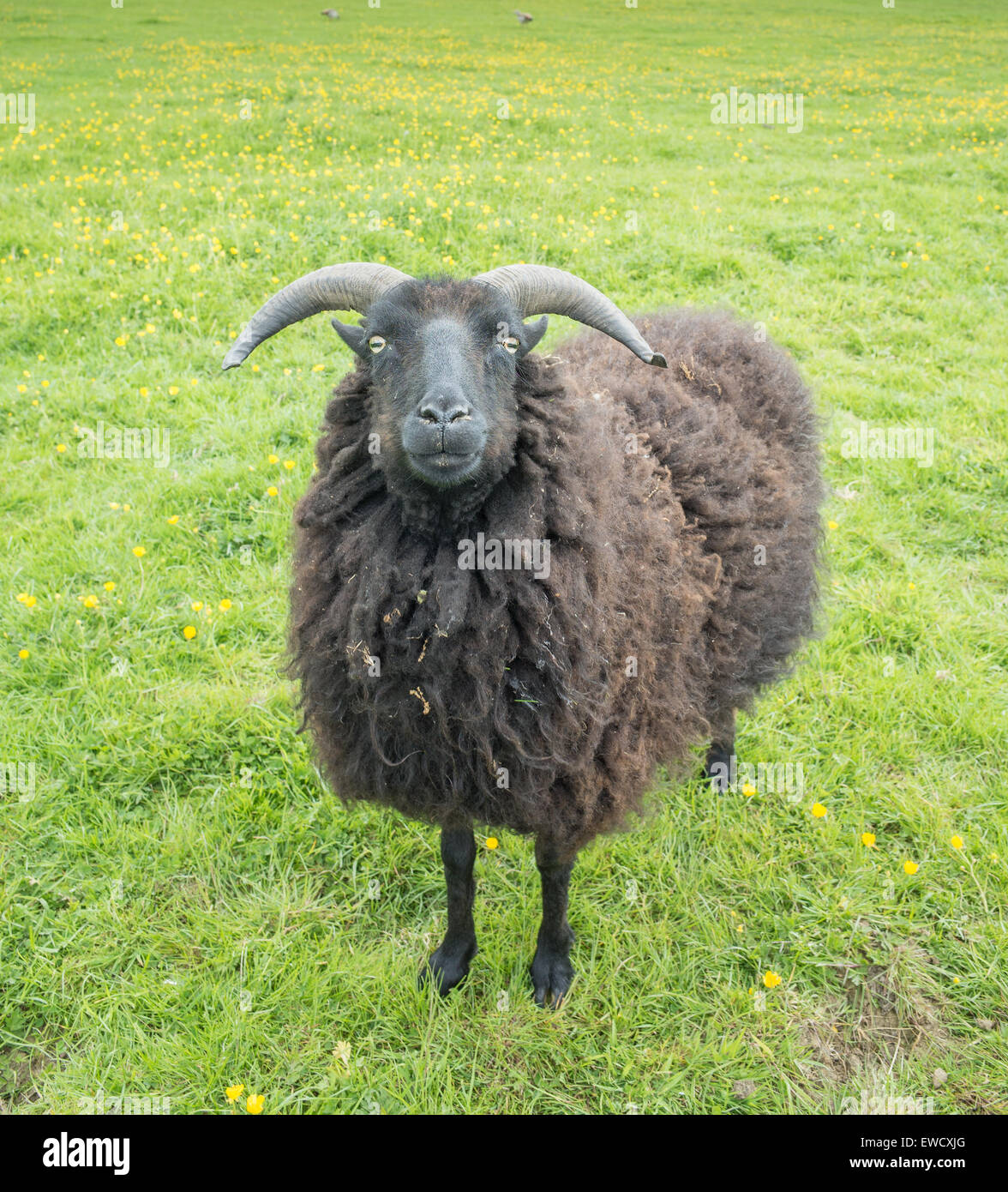 Black (brown, really) sheep with horns looks fixedly at the ...