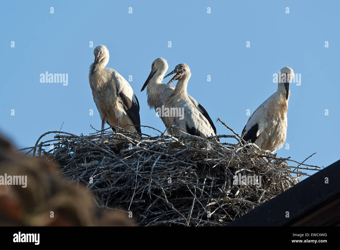 juvenile White Storks at nest, Ciconia ciconia Stock Photo