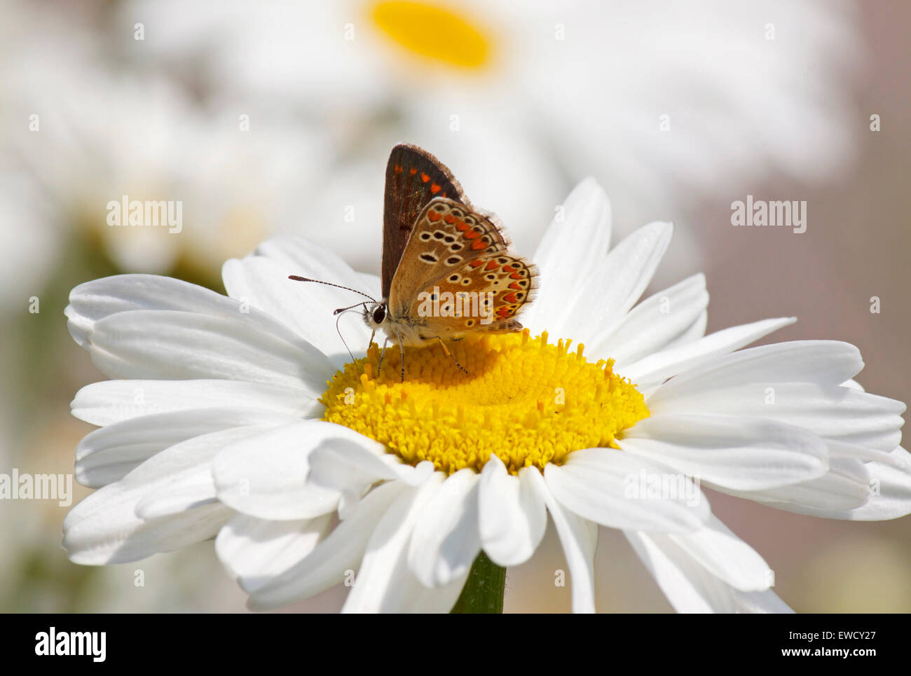 lycaenidae butterfly on daisy flower at summer Stock Photo
