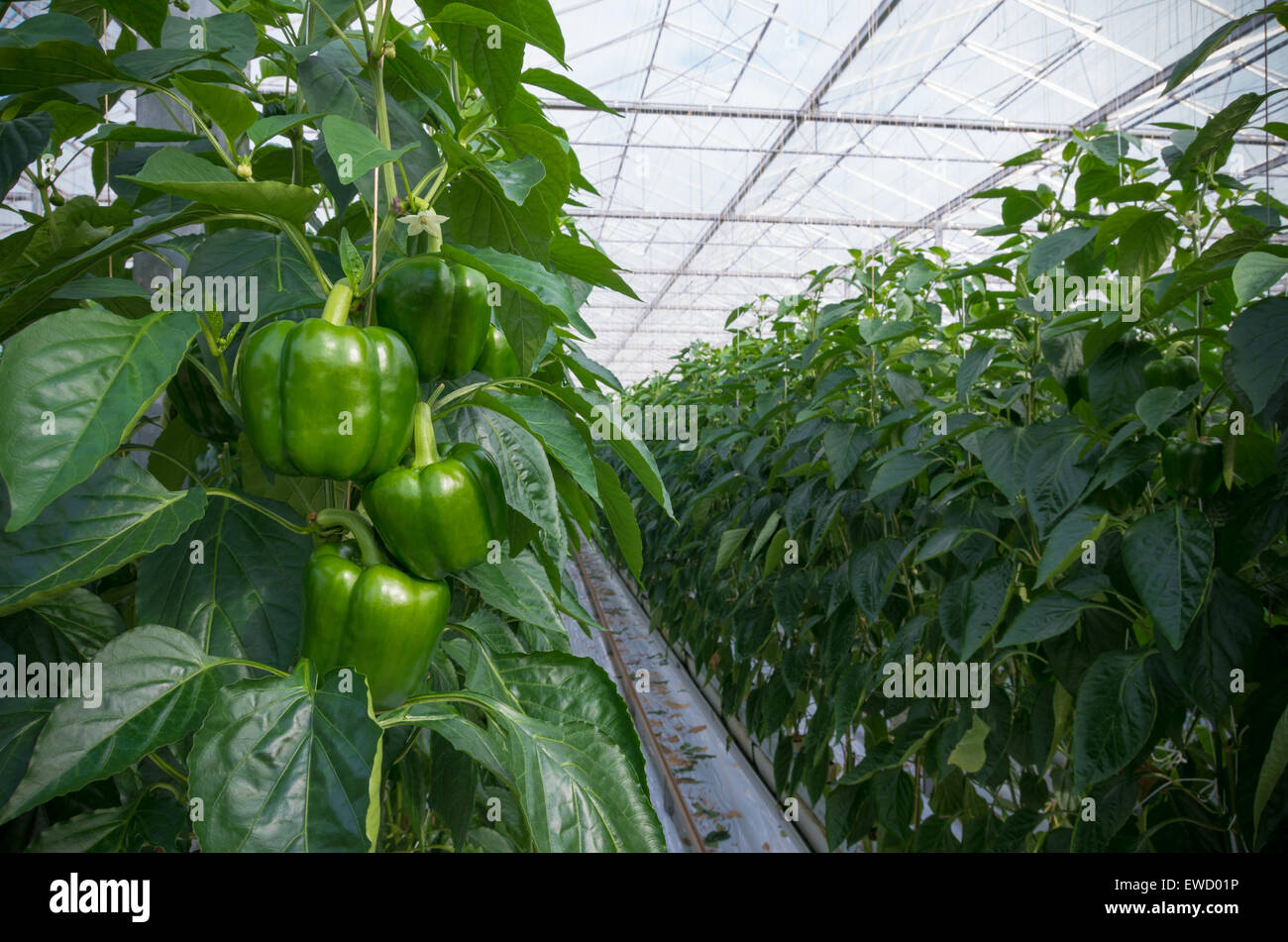 cultivation of green bell peppers in a commercial greenhouse in the