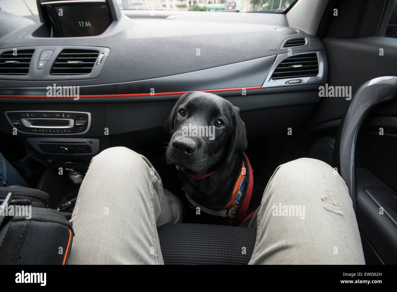 Dog sitting in car hi-res stock photography and images - Alamy