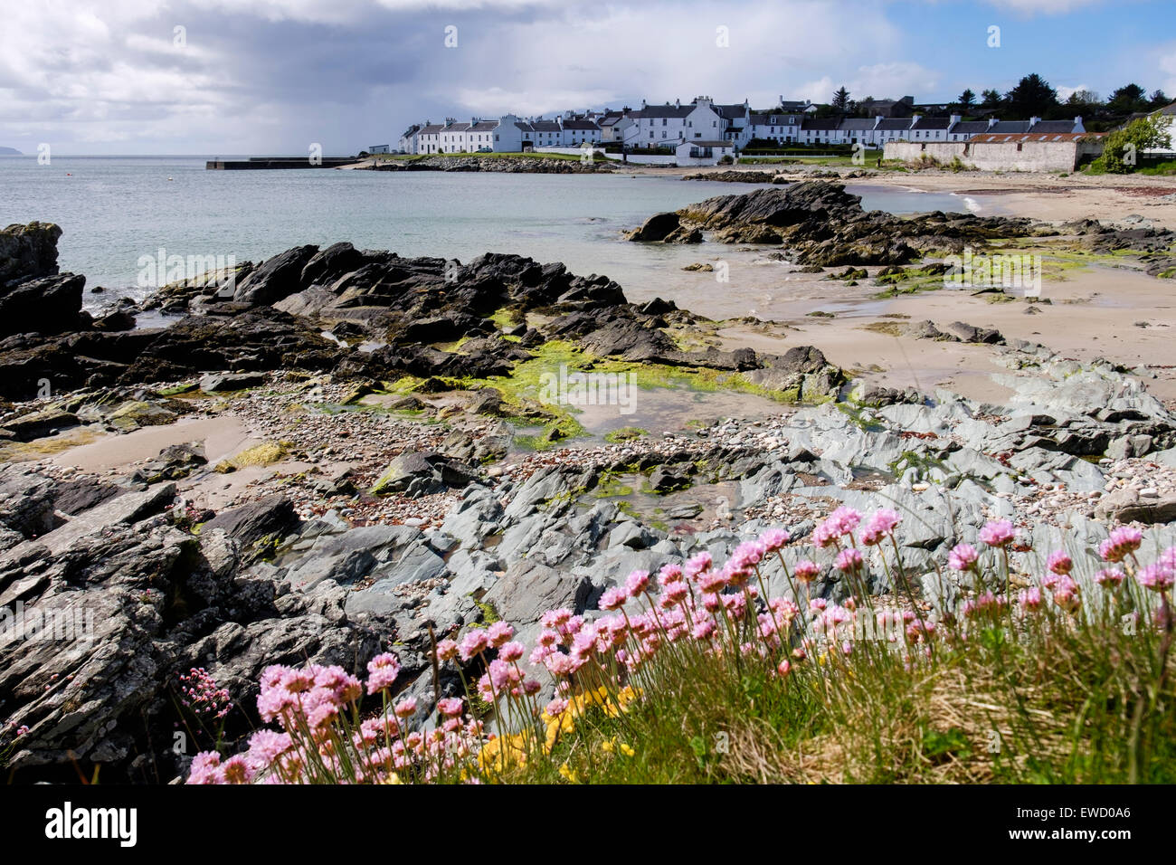 Sea Pinks and view along rocky coast of Loch Indaal to Port Charlotte Isle of Islay Argyll & Bute Inner Hebrides Scotland UK Stock Photo