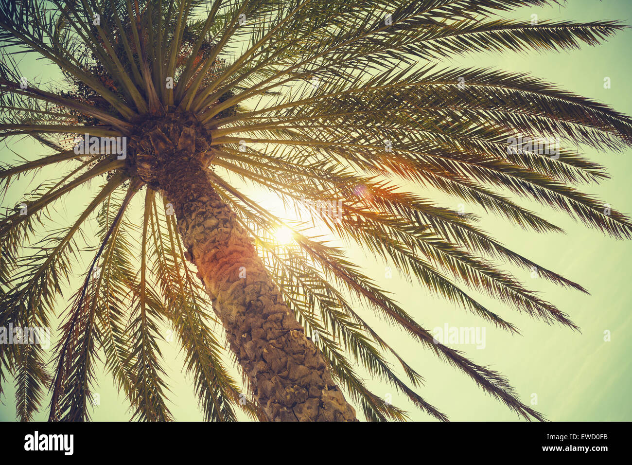 Palm tree and shining sun over bright sky background. Vintage style. Toned photo with vintage colorful tonal filter effect, old Stock Photo