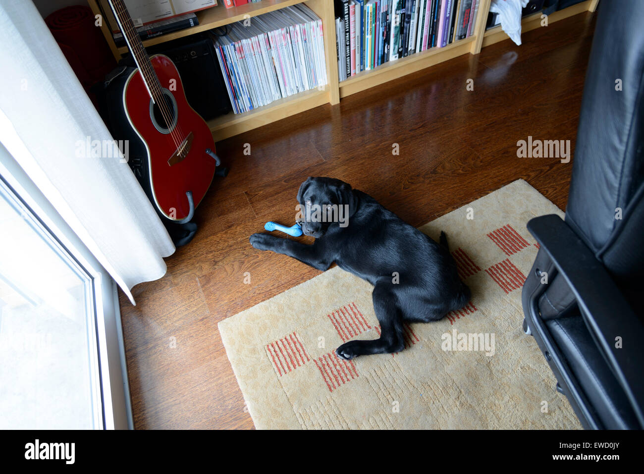Black labrador puppy playing with a toy bone at home Stock Photo