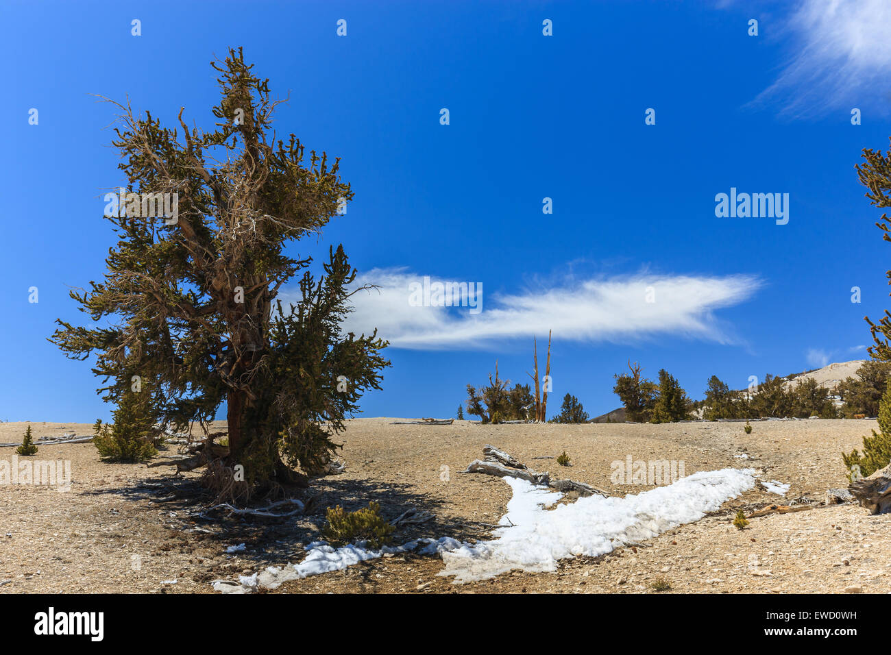 Bristlecone Pine Forest in the white mountains, eastern California, USA. The oldest living trees in the world. Stock Photo