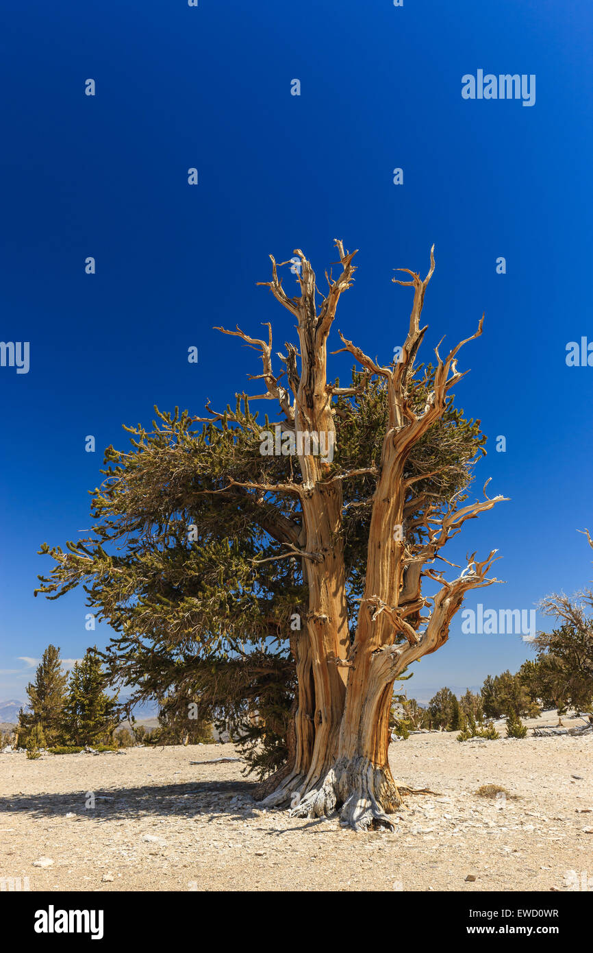 Bristlecone Pine Forest in the white mountains, eastern California, USA
