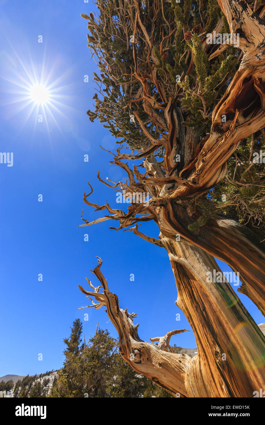 Bristlecone Pine Forest in the white mountains, eastern California, USA