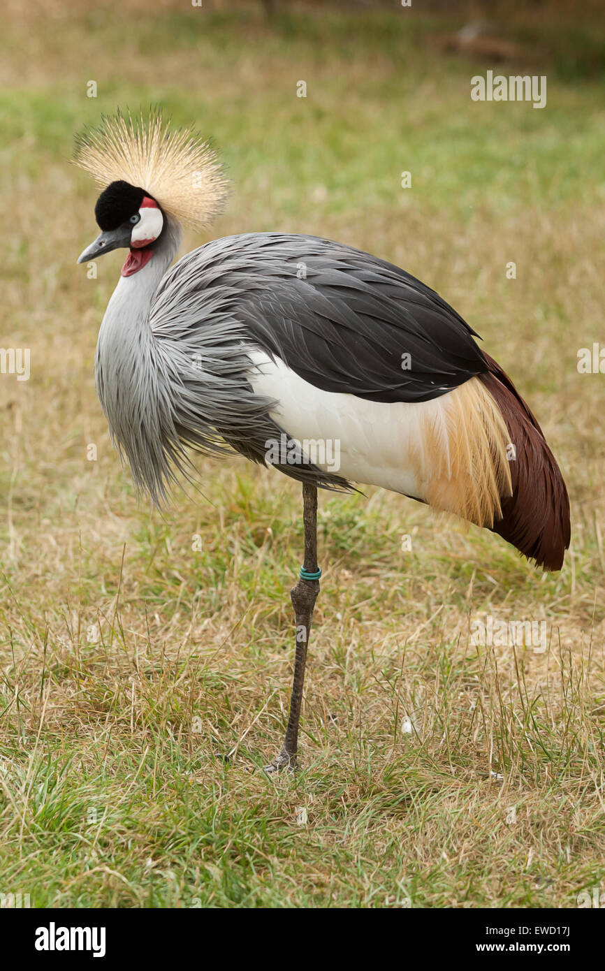 Crane standing on one leg hires stock photography and images Alamy