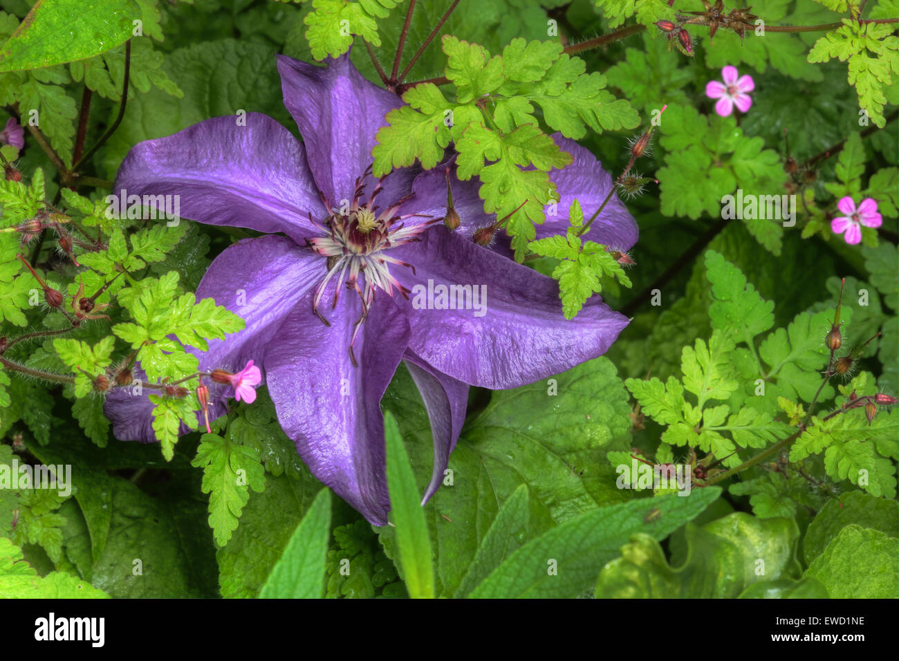 Purple Clematis Jackmanii Flower Hi res Stock Photography And Images purple-clematis-jackmanii-flower-hi-res-stock-photography-and-images