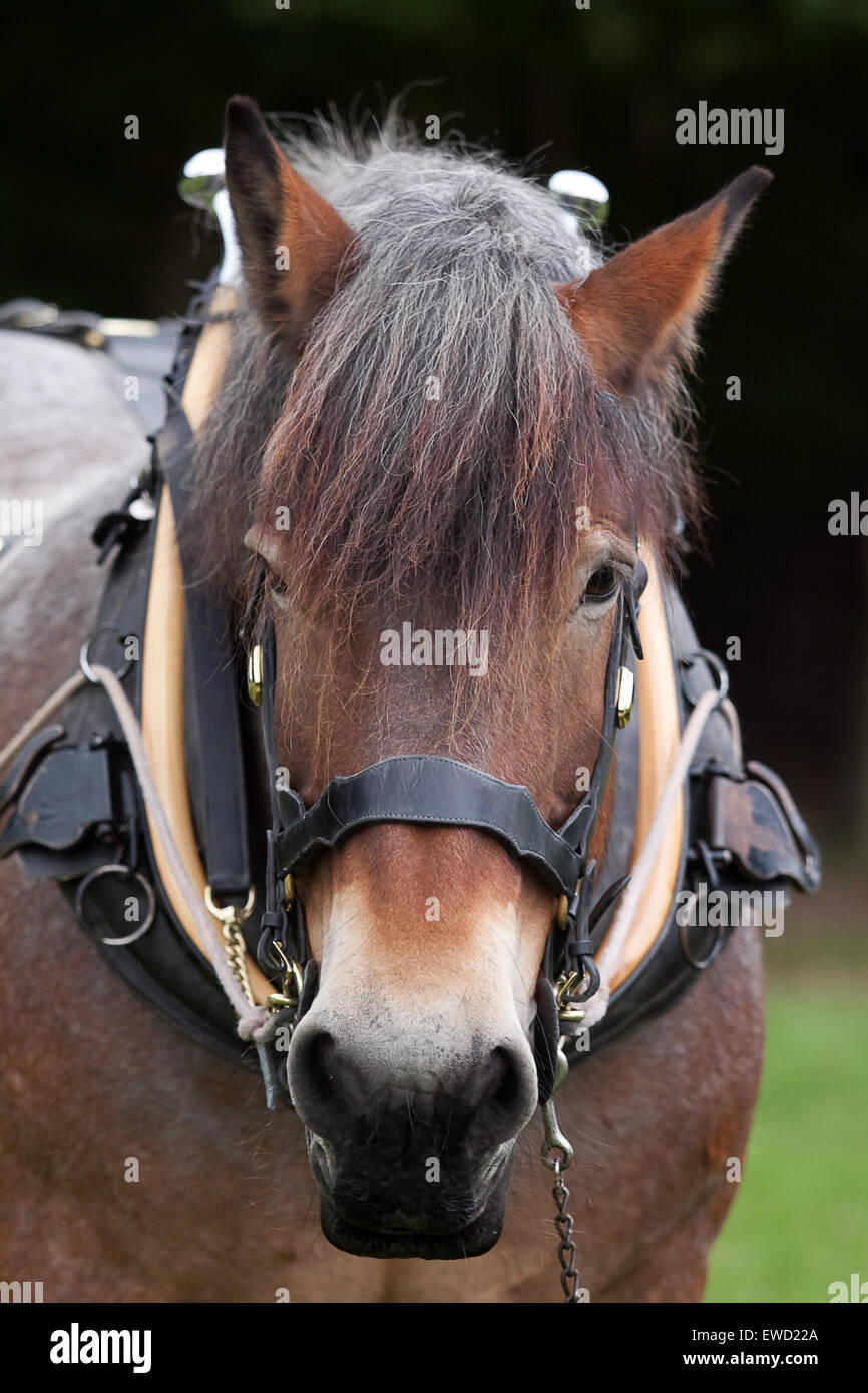 Heavy horse harness hi-res stock photography and images - Alamy