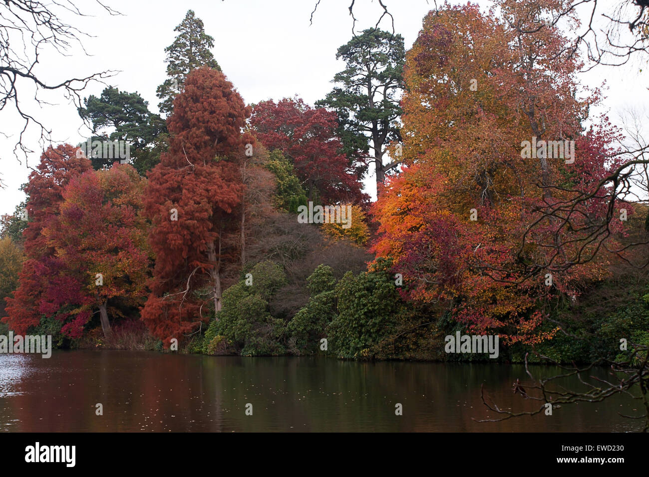 colored trees with reflections in the lake Stock Photo - Alamy