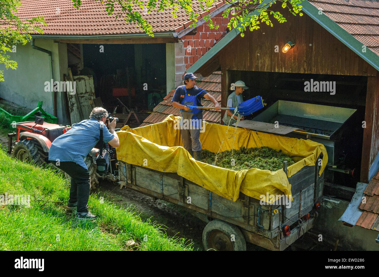 A photographer captures workers at the Crnko winery. 'Slovenian Hills'. Slovenia Stock Photo