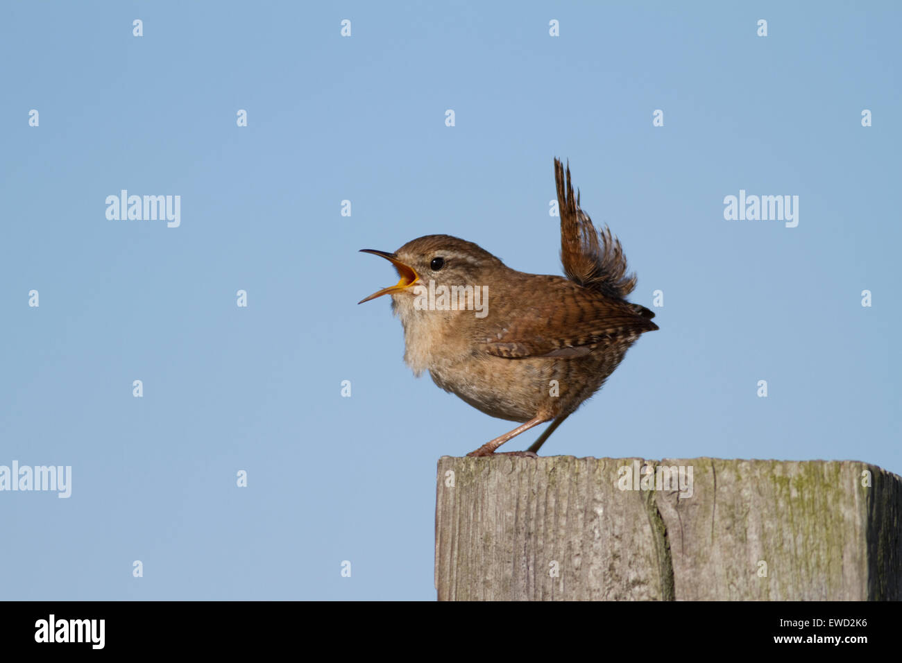 Wren singing Stock Photo