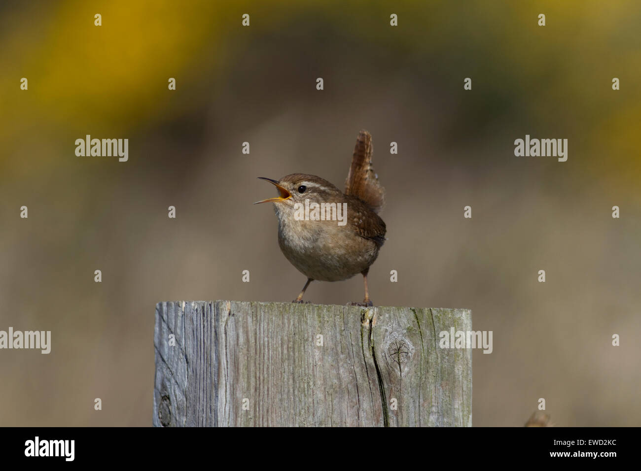 Wren singing Stock Photo