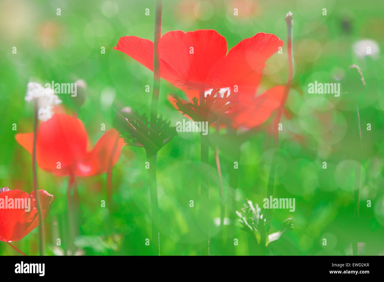 Blurry blooming meadow with red anemones background - summer blossom concept with sunray effect and bokeh effect Stock Photo