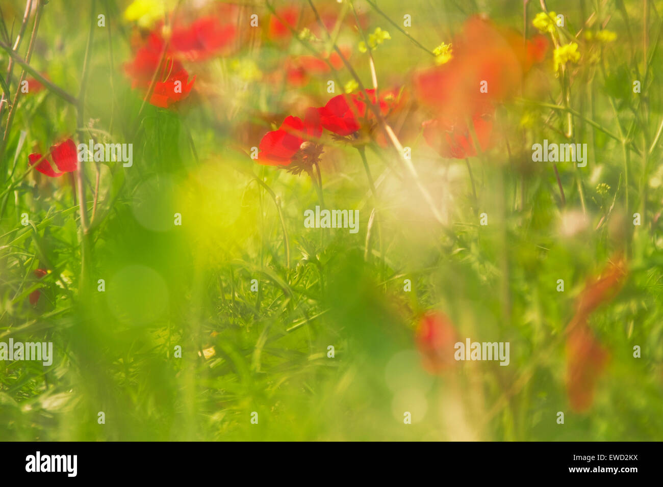 Abstract blurry background of sunset meadow with red anemones (sunset light toning, sunray effect, bokeh effect, blur) Stock Photo